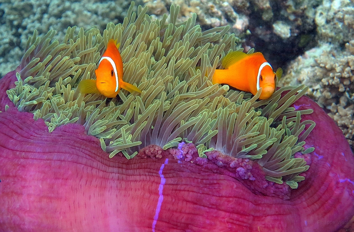 IMG_0481rf_Maldives_Madoogali_House reef_Poisson clown des maldives_Amphiprion nigripes.jpg